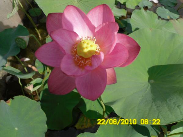 Name:  pembe lotus.jpg
Views: 1179
Size:  32.0 KB