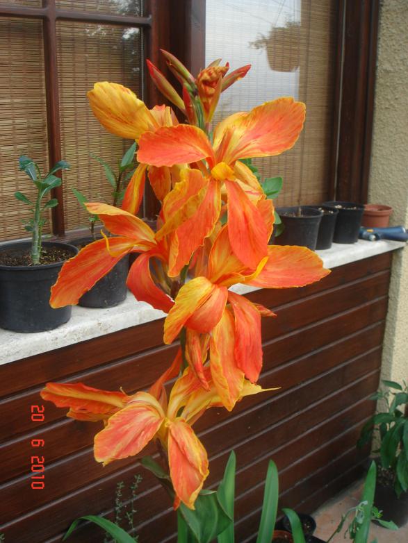 Name:  DSC00907.jpg
Views: 625
Size:  72.5 KB