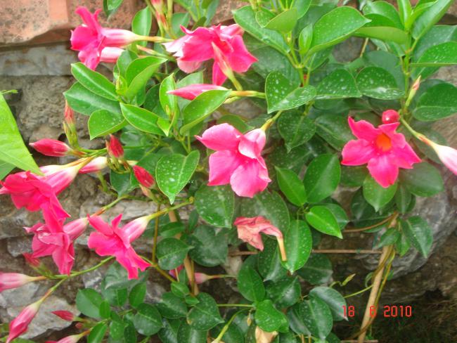 Name:  DSC00822.jpg
Views: 670
Size:  64.2 KB