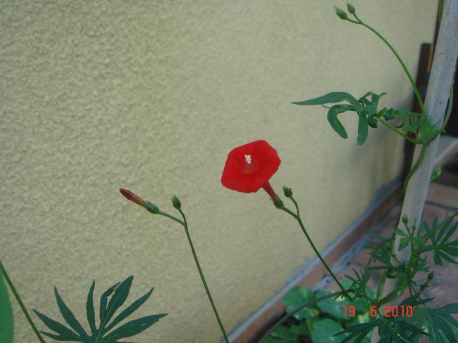 Name:  DSC00844.jpg
Views: 619
Size:  37.5 KB