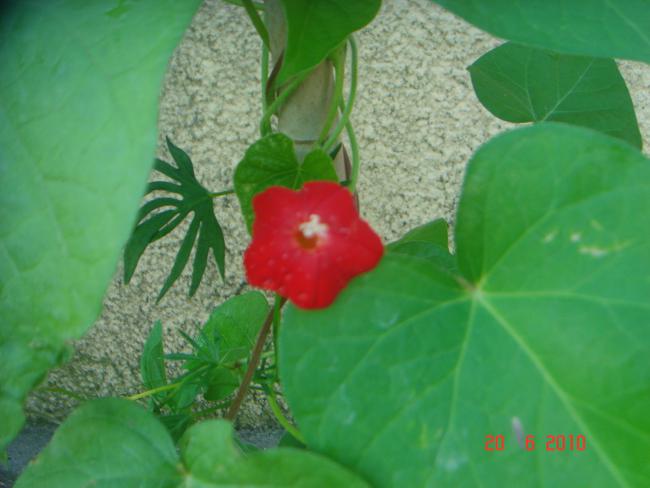 Name:  DSC00991.jpg
Views: 629
Size:  34.8 KB
