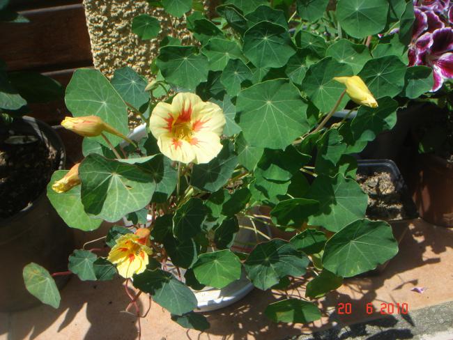 Name:  DSC01109.jpg
Views: 630
Size:  61.0 KB