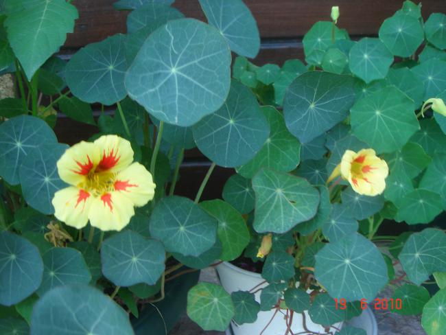 Name:  DSC00837.jpg
Views: 615
Size:  44.1 KB