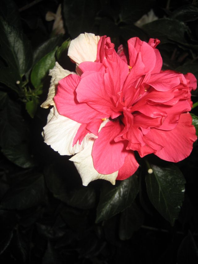 Name:  IMG_1590.JPG
Views: 1143
Size:  64.9 KB