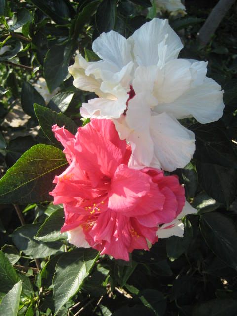 Name:  IMG_1611.JPG
Views: 1112
Size:  61.4 KB