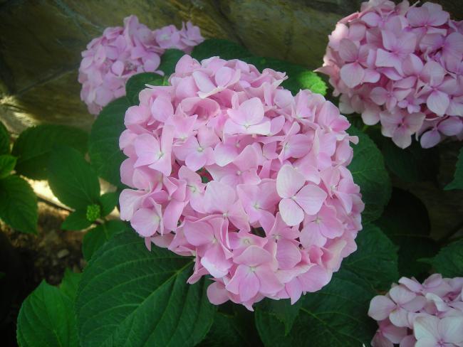 Name:  DSCN2226.jpg
Views: 815
Size:  44.2 KB