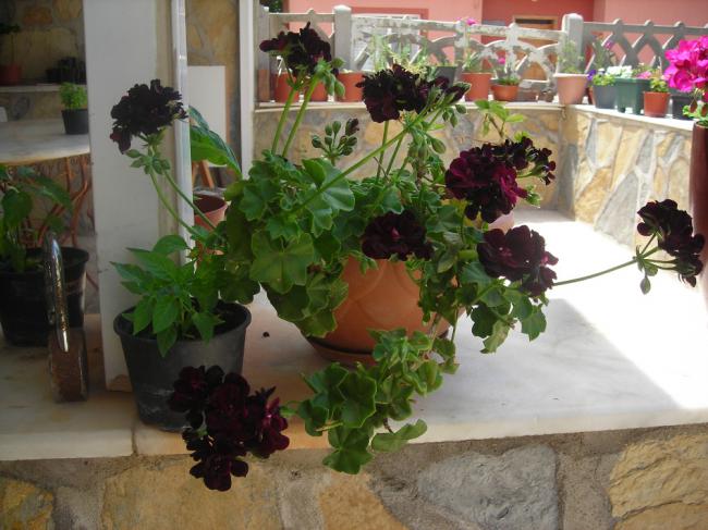 Name:  DSCN2157.jpg
Views: 961
Size:  52.8 KB