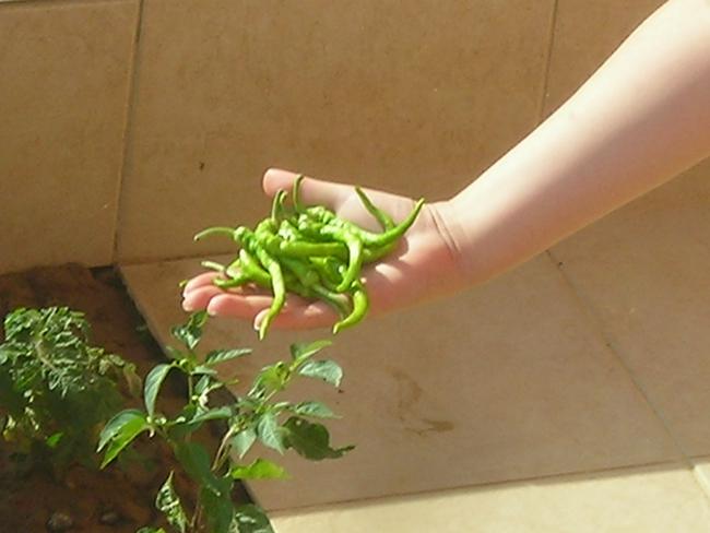 Name:  DSCN2204.jpg
Views: 814
Size:  31.2 KB