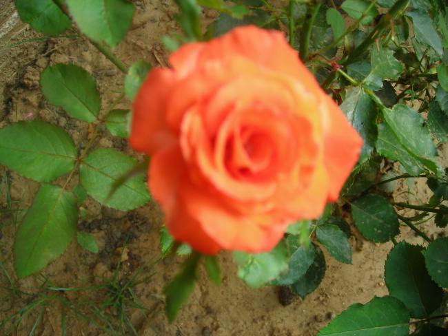 Name:  DSCN2250.jpg
Views: 783
Size:  45.2 KB