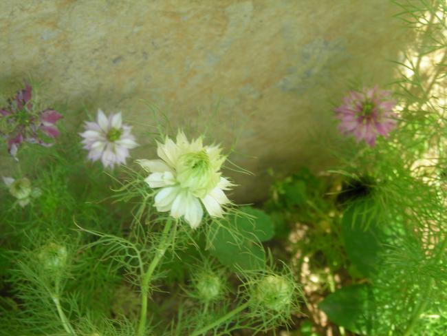 Name:  DSCN2180.jpg
Views: 745
Size:  43.4 KB