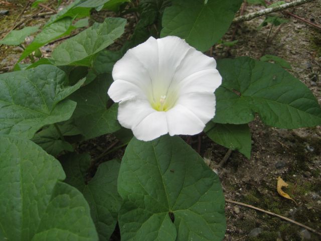 Name:  296.JPG
Views: 1121
Size:  61.4 KB
