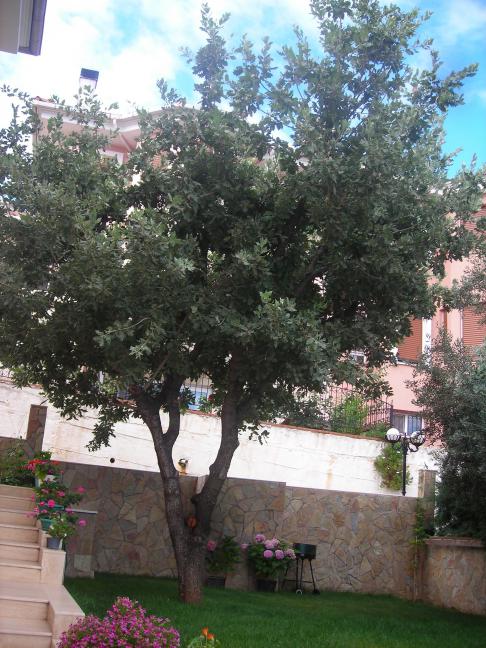 Name:  DSCN2319.jpg
Views: 692
Size:  73.9 KB