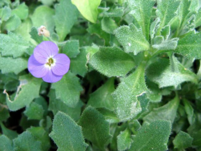 Name:  aubrerata.jpg
Views: 1083
Size:  47.2 KB