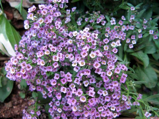 Name:  allissum.jpg
Views: 1625
Size:  72.0 KB