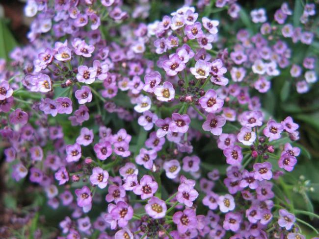 Name:  allisum.jpg
Views: 1695
Size:  61.5 KB