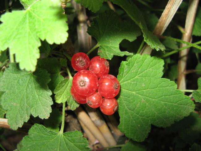 Name:  ribes.jpg
Views: 1472
Size:  47.4 KB