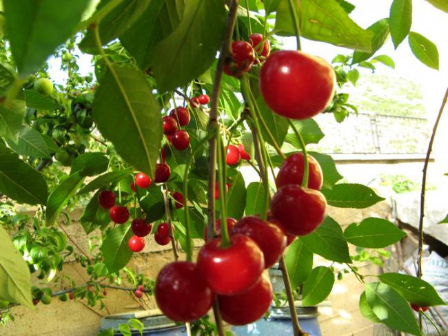 Name:  vine.jpg
Views: 1423
Size:  60.3 KB