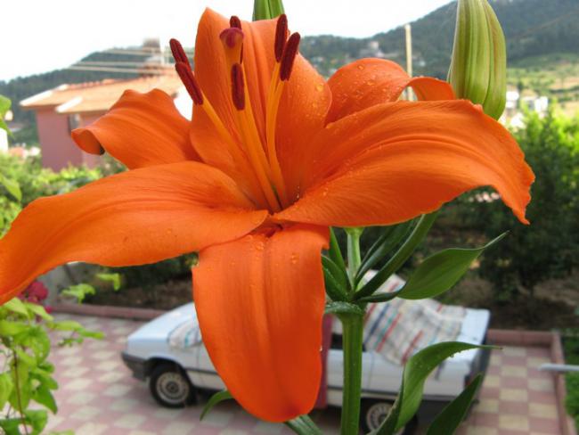 Name:  lilim...jpg
Views: 1148
Size:  40.9 KB