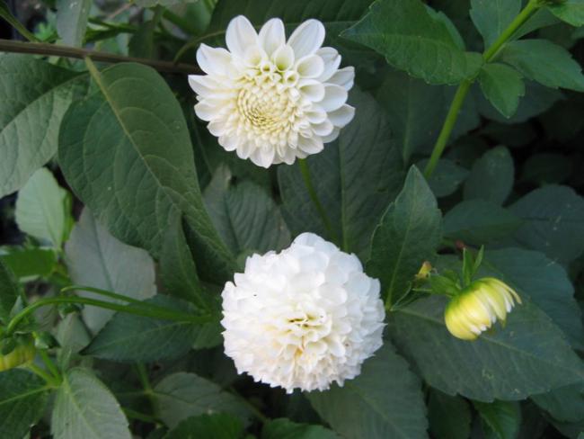 Name:  dahlia...jpg
Views: 1170
Size:  36.7 KB