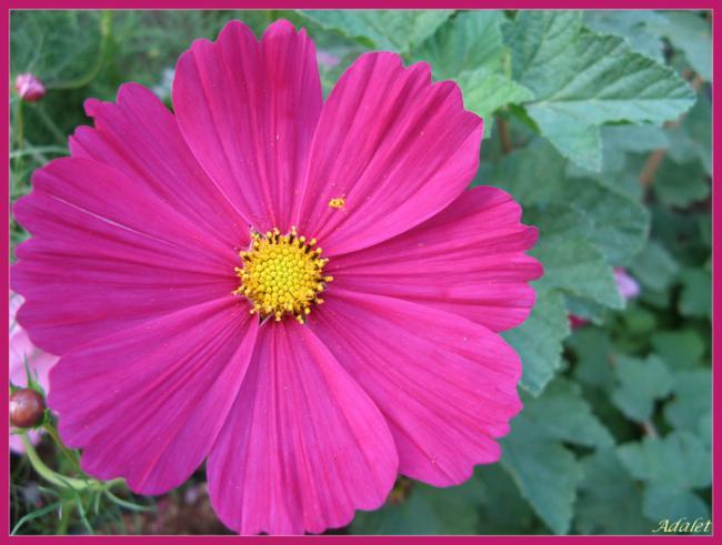 Name:  yakutcosmos.jpg
Views: 1273
Size:  42.0 KB