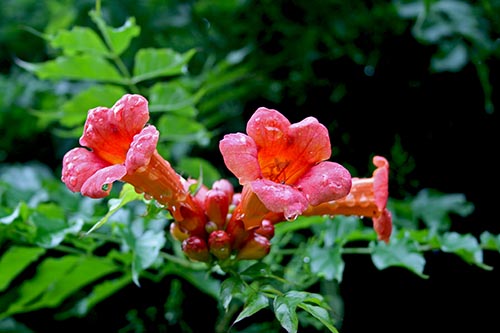 Name:  IMG_7075.JPG
Views: 1090
Size:  56.8 KB