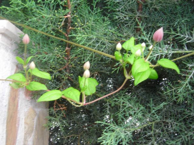 Name:  DSCN2278.jpg
Views: 686
Size:  70.0 KB