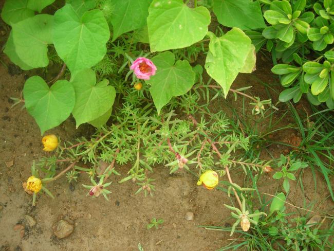 Name:  DSCN2286.jpg
Views: 679
Size:  67.7 KB