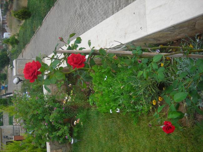 Name:  DSCN2288.jpg
Views: 668
Size:  63.5 KB