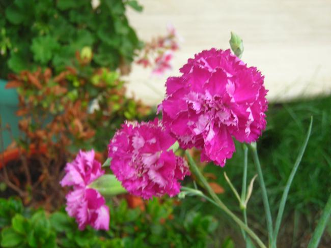 Name:  DSCN2297.jpg
Views: 675
Size:  39.2 KB