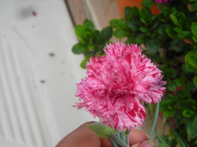 Name:  DSCN2299.jpg
Views: 680
Size:  30.1 KB