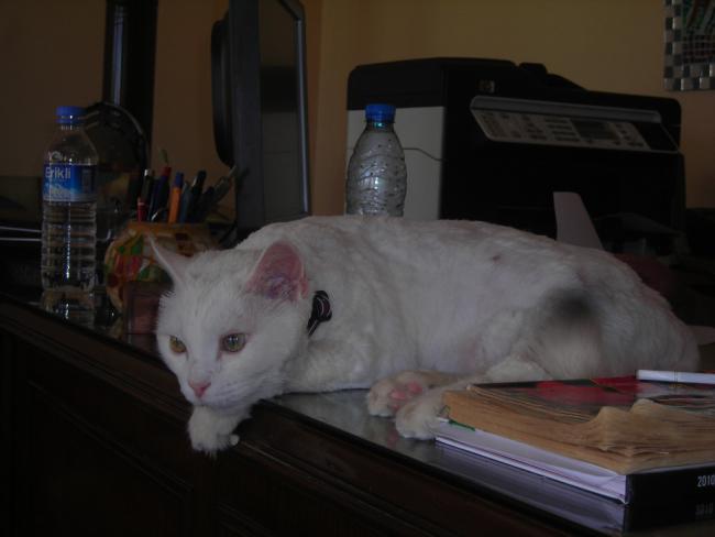 Name:  DSCN2258.jpg
Views: 1135
Size:  26.2 KB