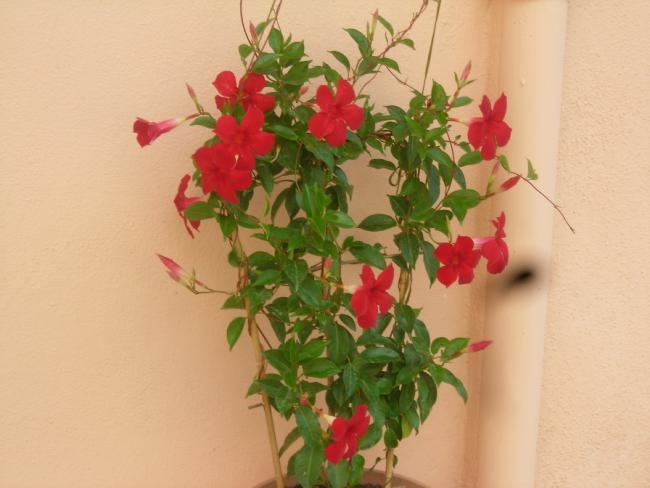 Name:  DSCN2029.jpg
Views: 692
Size:  36.5 KB