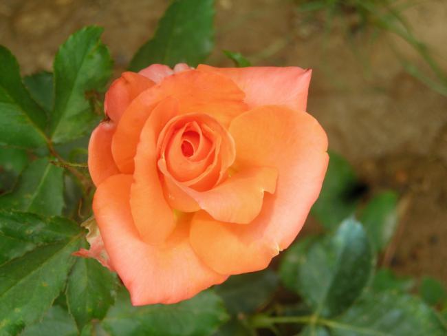 Name:  DSCN1985.jpg
Views: 698
Size:  27.7 KB