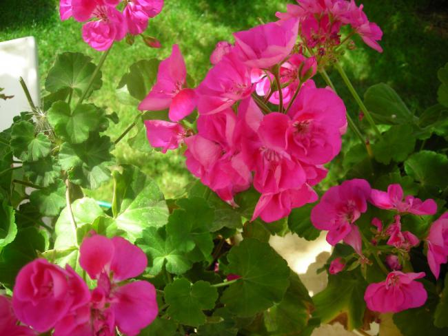 Name:  DSCN2011.jpg
Views: 686
Size:  52.5 KB