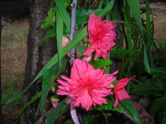 Name:  DSCN1965.jpg
Views: 655
Size:  48.7 KB
