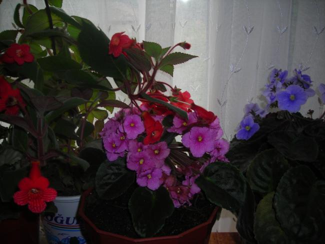 Name:  DSCN1974.jpg
Views: 662
Size:  37.7 KB