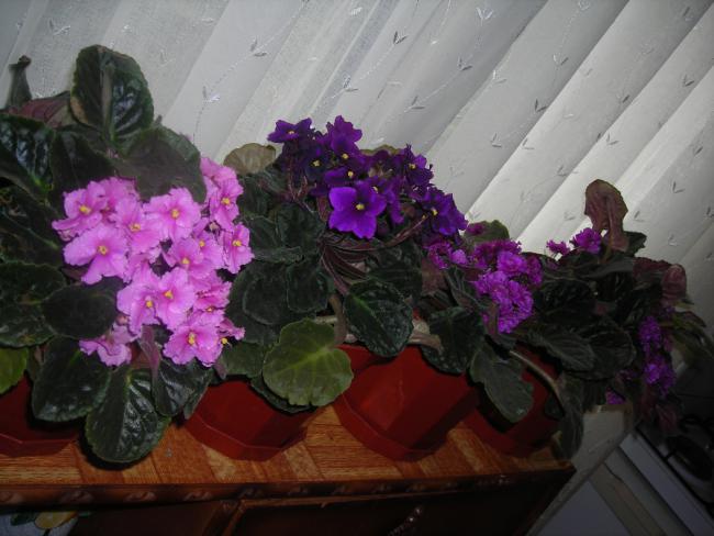Name:  DSCN1973.jpg
Views: 674
Size:  43.1 KB