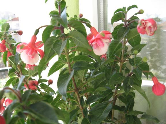 Name:  kpe2.JPG
Views: 1379
Size:  52.2 KB
