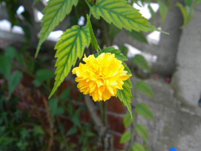 Name:  Resim 075.jpg
Views: 873
Size:  32.4 KB