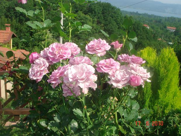 Name:  DSC00794.jpg
Views: 596
Size:  70.5 KB