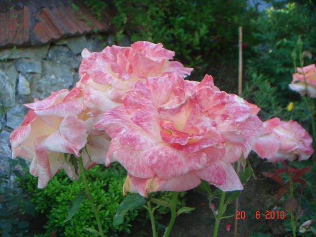 Name:  DSC00924.jpg
Views: 599
Size:  46.4 KB