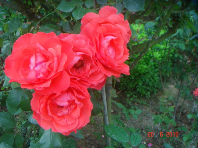 Name:  DSC00932.jpg
Views: 585
Size:  47.9 KB