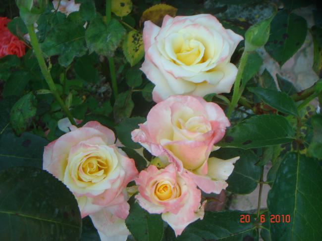 Name:  DSC00939.jpg
Views: 562
Size:  40.7 KB