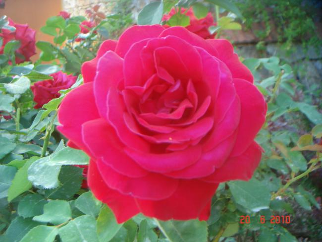 Name:  DSC00942.jpg
Views: 568
Size:  42.6 KB