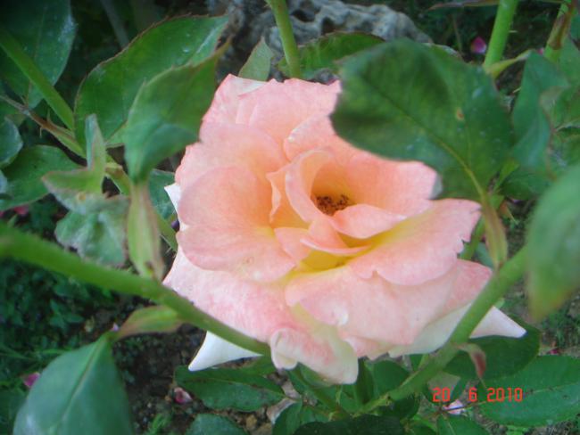 Name:  DSC00944.jpg
Views: 577
Size:  38.4 KB