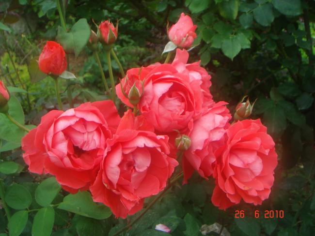 Name:  DSC01409.jpg
Views: 577
Size:  44.2 KB