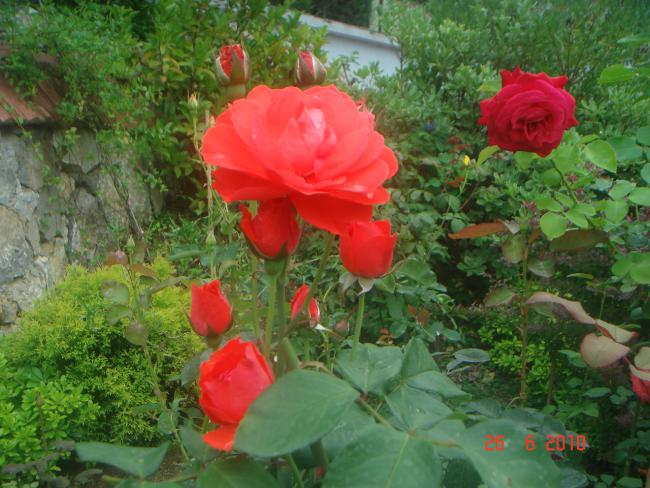 Name:  DSC01410.jpg
Views: 551
Size:  59.8 KB