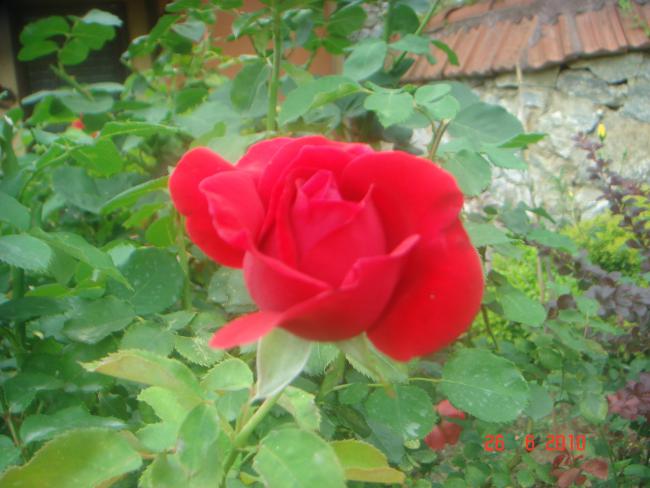Name:  DSC01414.jpg
Views: 569
Size:  44.9 KB