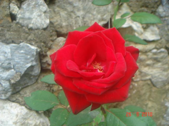 Name:  DSC01446.jpg
Views: 572
Size:  35.8 KB