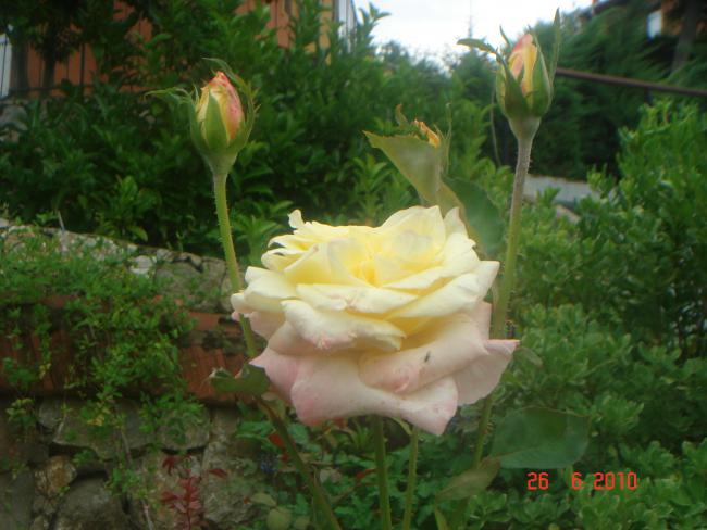 Name:  DSC01418.jpg
Views: 561
Size:  46.1 KB